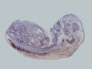 embryologie