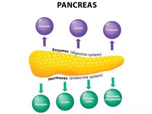 pancreas